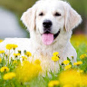 Meet your Posher, Laney